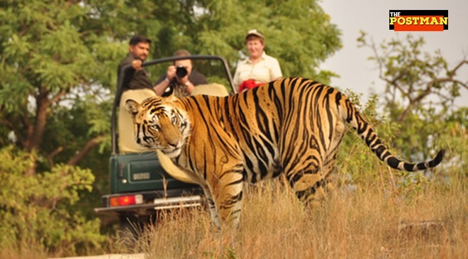 Tiger Safari Featured